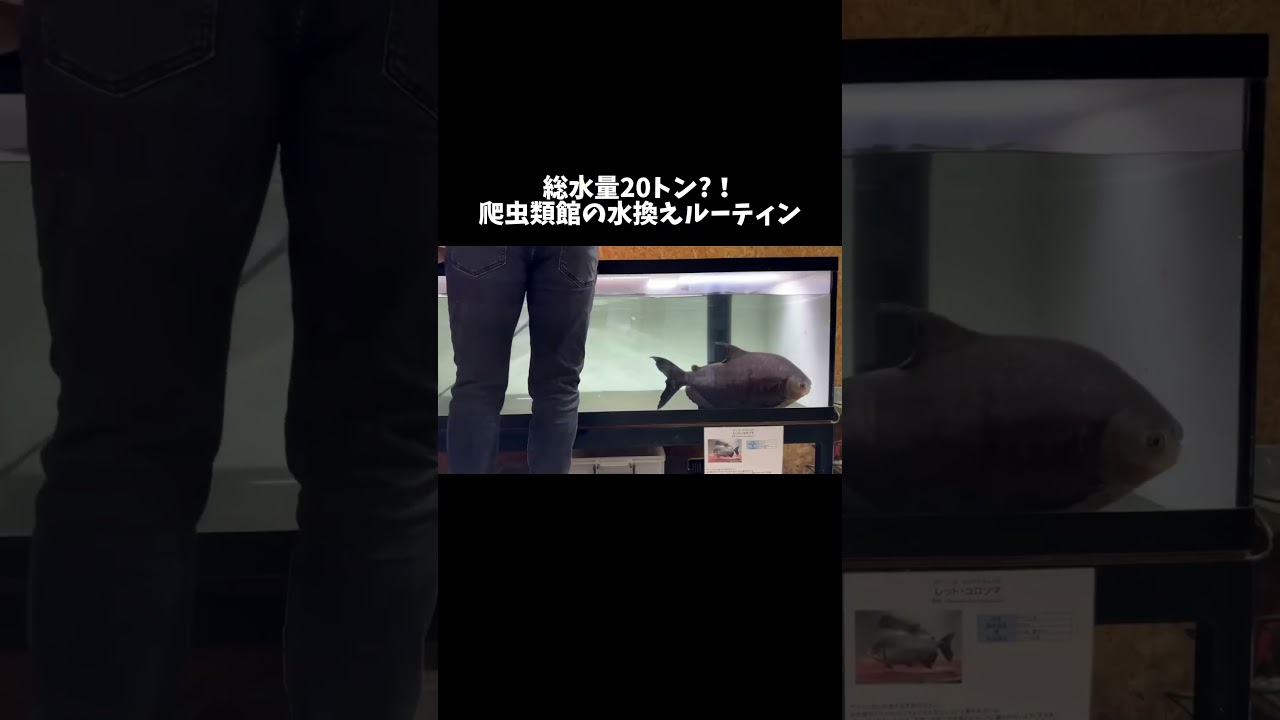総水量20トンの爬虫類館の水換えルーティン #shorts