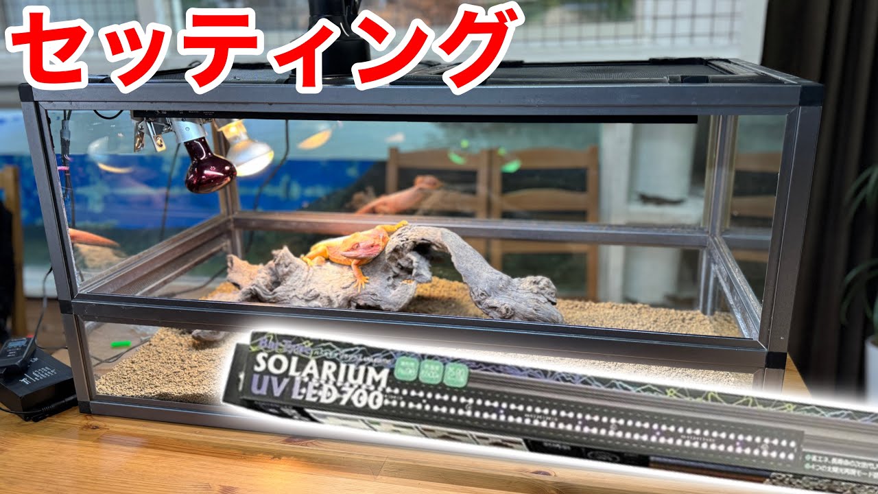 最新の設備でトカゲの飼育環境をセッティングするとこうなります