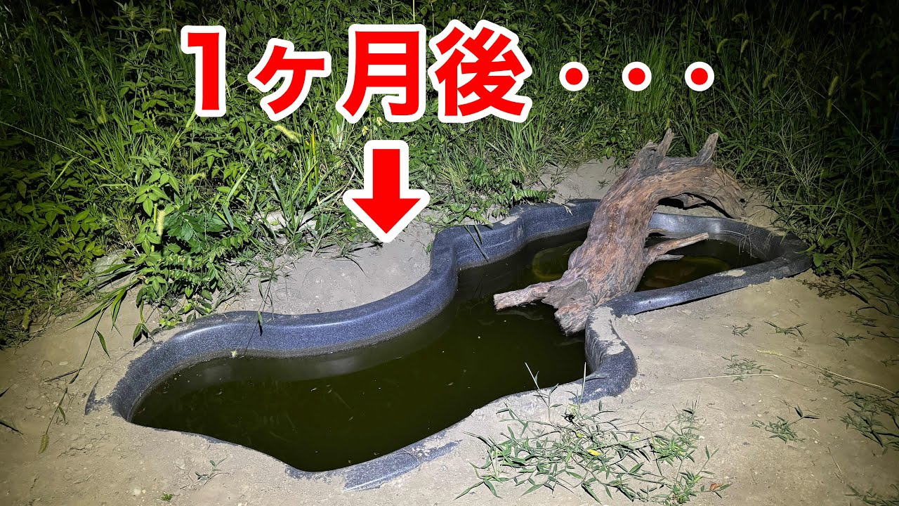 庭に３ｍのビオトープを作って一ヶ月、生き物達に大きな変化が現れました・・・！