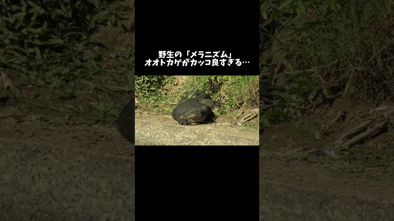野生のメラニズムのオオトカゲがカッコ良すぎる…！　#shorts