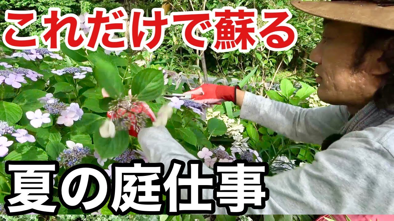 【必要最低限】夏で差が出る庭仕事        【カーメン君】【ガーデニング】【リフォーム18】【紫陽花剪定】