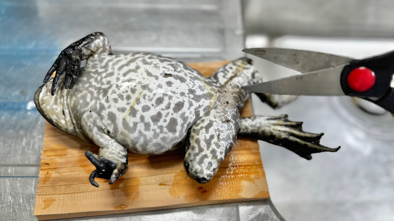 お腹パンパンのウシガエルを捌くと中からとんでもない生き物が出て来ました