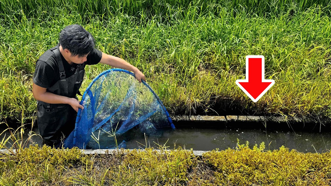 用水路を巨大網で封鎖して魚を根こそぎ捕まえる！