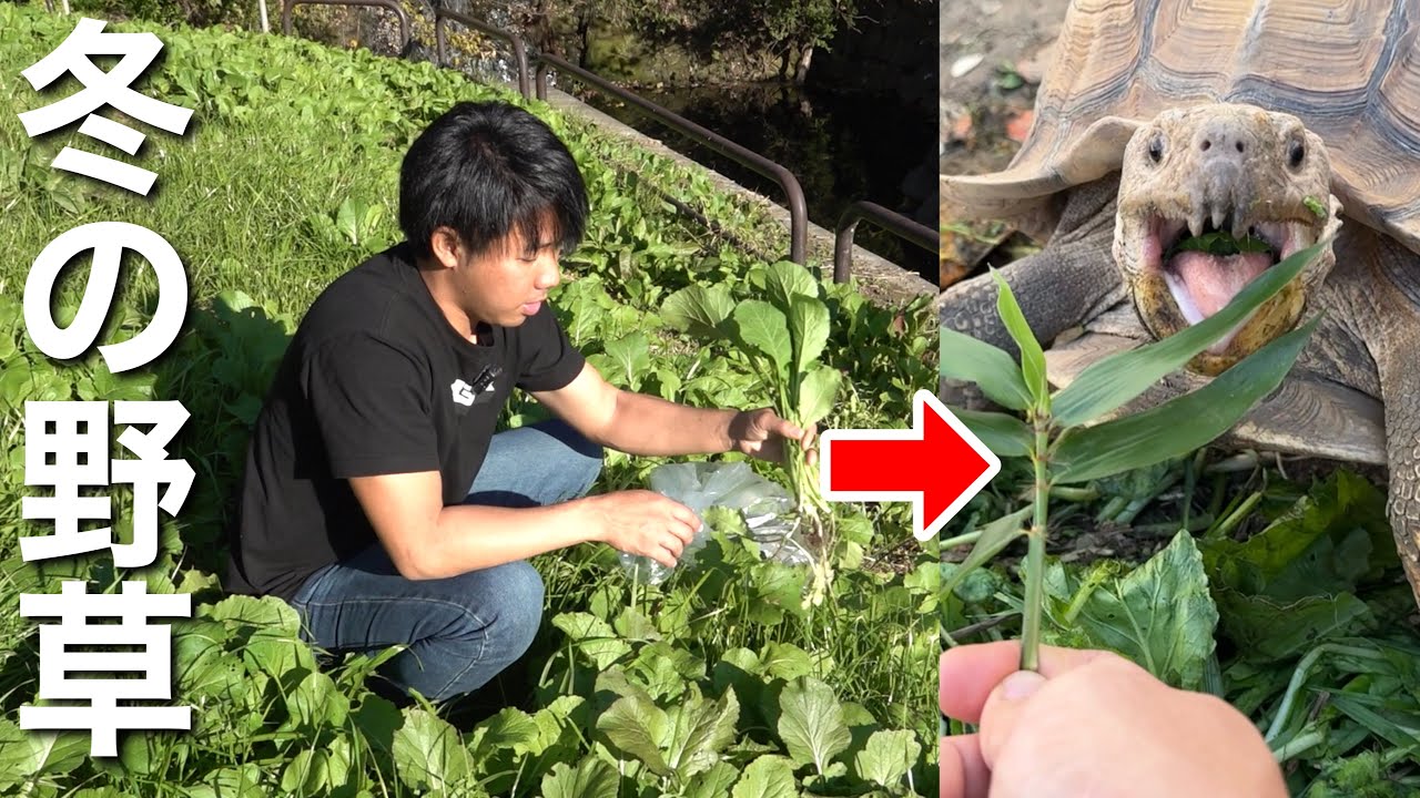 冬でも採れるリクガメの餌になる野草を紹介します