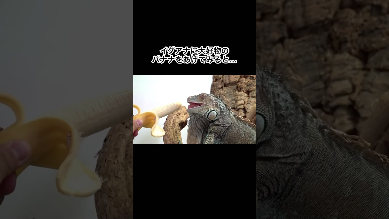大好物のバナナ貰ったイグアナの反応が可愛すぎる　#shorts
