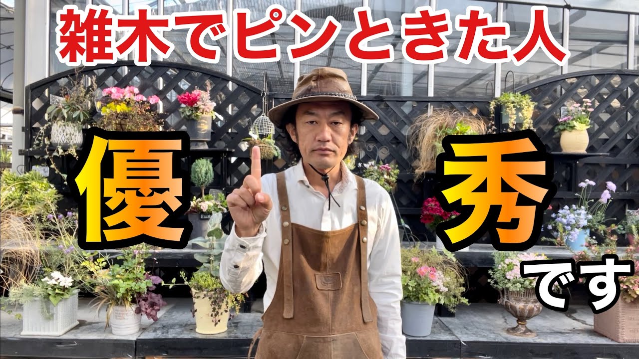 【ピンとこない人】雑木は最高のシンボルツリーになります　　【カーメン君】【ガーデニング】【選び方】