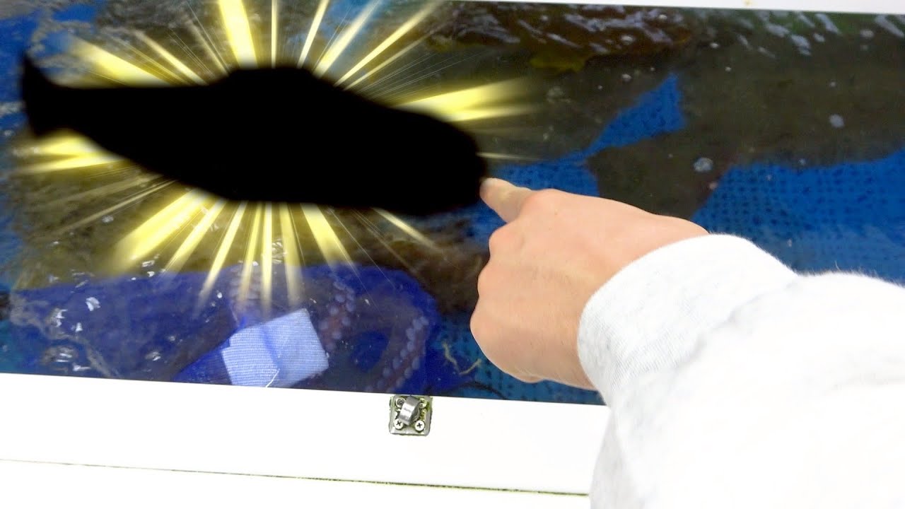 【5月のオススメ】市場の巨大水槽に明らかにやばい魚がいたので買ってしまった。