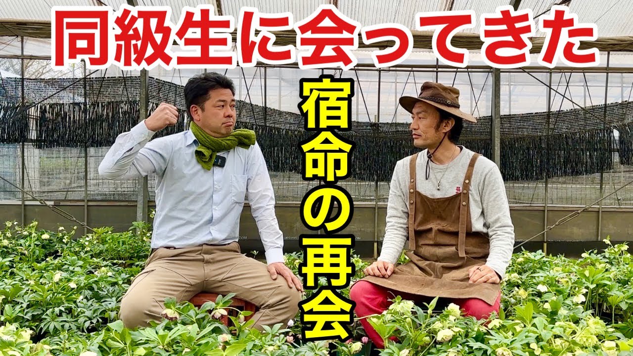 【44年後】プロ生産者になってた同級生の現在がヤバかった【カーメン君】【横山園芸】　　　【ガーデニング】【チカラコブ】