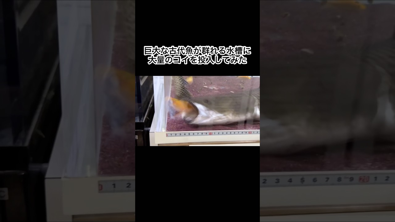 巨大な古代魚が群れる水槽に大量のコイを投入してみた #shorts