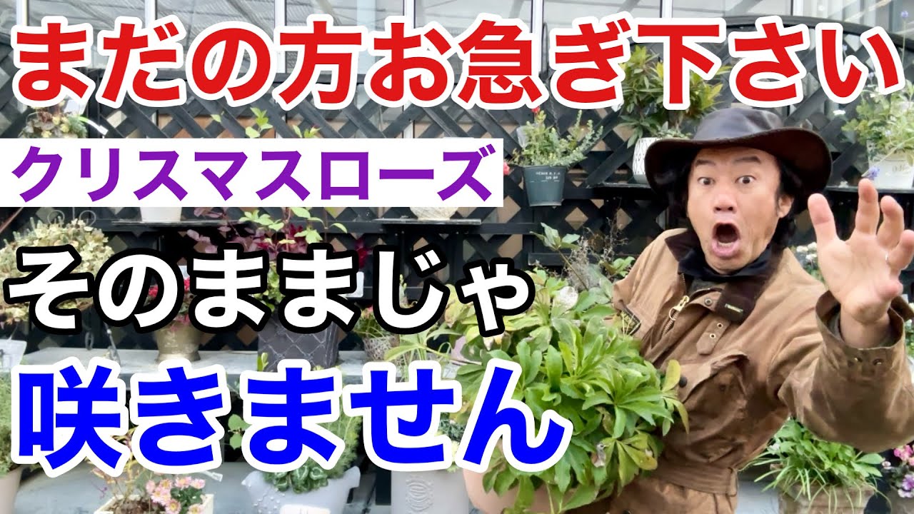 【そのままじゃダメ】クリスマスローズを咲かせる3つの作業教えます　　　【カーメン君】【園芸】【ガーデニング】【初心者】