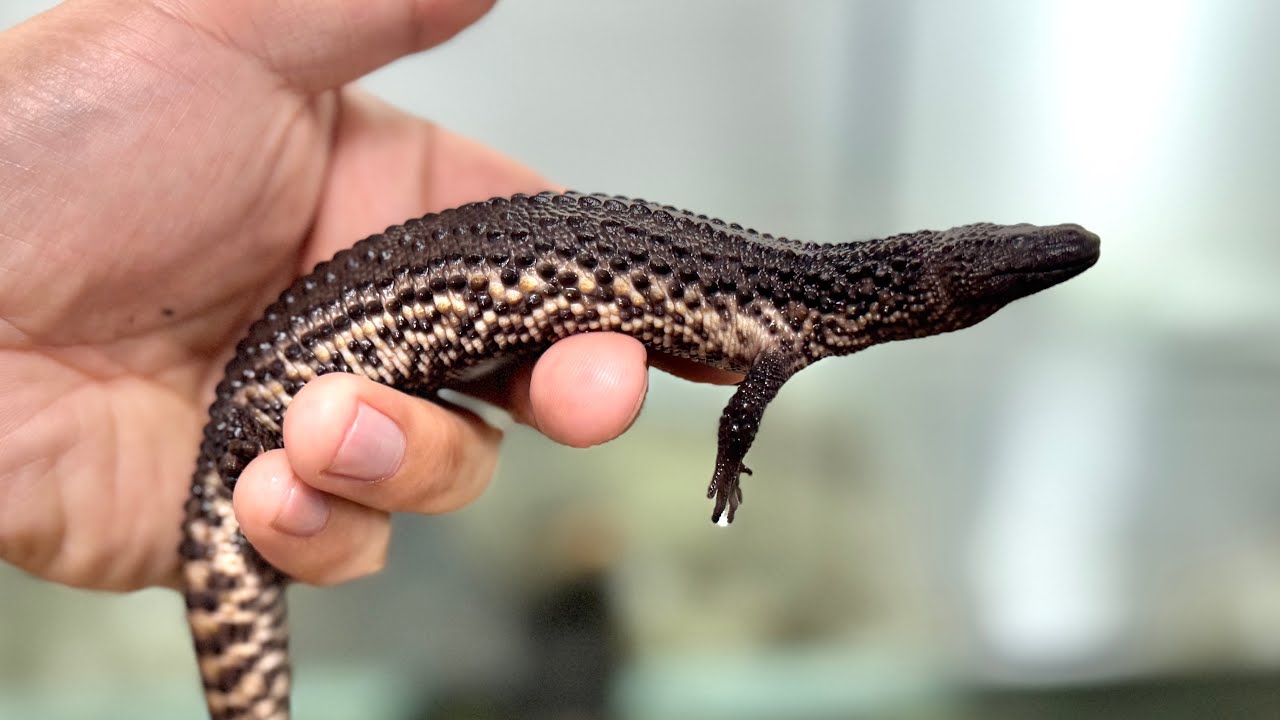 幻のトカゲ、ミミナシオオトカゲを飼育して1年が経ちました