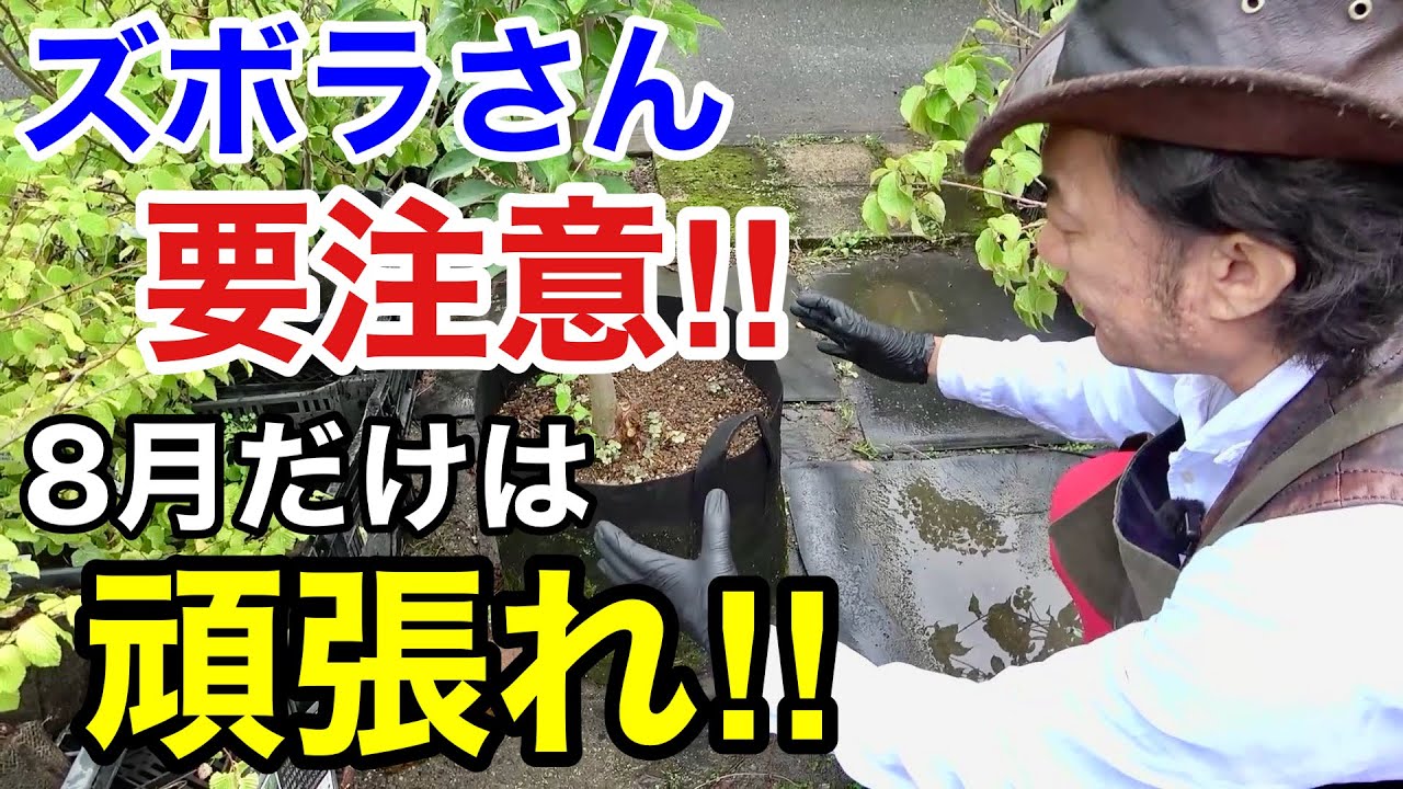 8月の園芸作業は最低限これだけやれば大丈夫です　【カーメン君】【園芸】【ガーデニング】【初心者】
