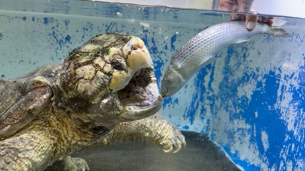 巨大なボラを頭から丸呑みにするワニガメ