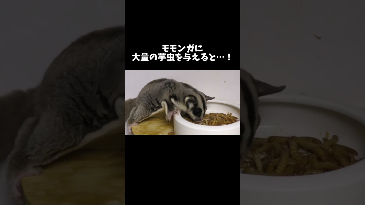 モモンガに大量の芋虫を与えると…！ #shorts #モモンガ