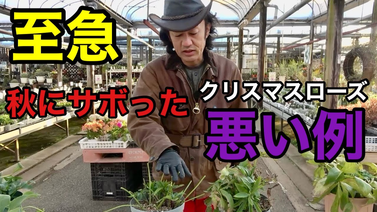 【サボった方】調子を取り戻す為に今やるべき冬作業教えます　　　　　　　　　　　【クリスマスローズ】【園芸】【ガーデニング】【初心者】