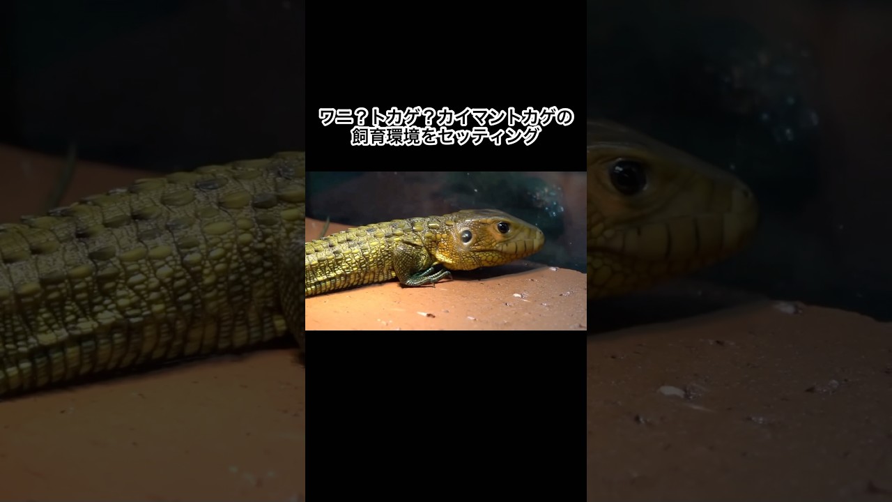 ワニ？トカゲ？カイマントカゲの飼育環境をセッティング #shorts
