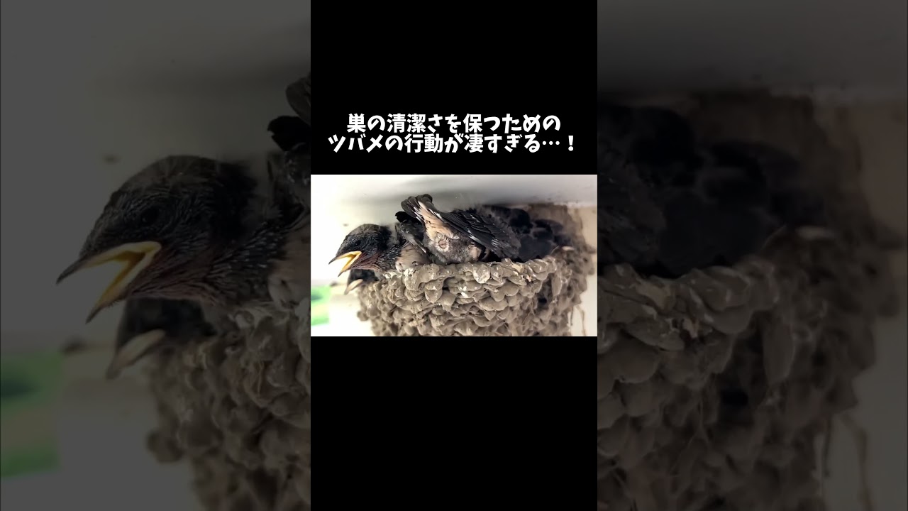 巣の清潔さを保つために行うツバメの衝撃的な行動とは…！？ #shorts