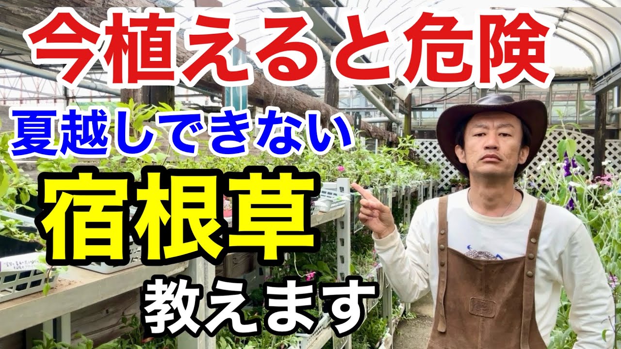【お気をつけ下さい】その宿根草は夏を越える事ができません　　　　【カーメン君】【園芸】【ガーデニング】【初心者】