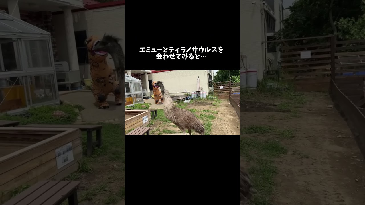 エミューとティラノサウルスを会わせてみた結果 #shorts