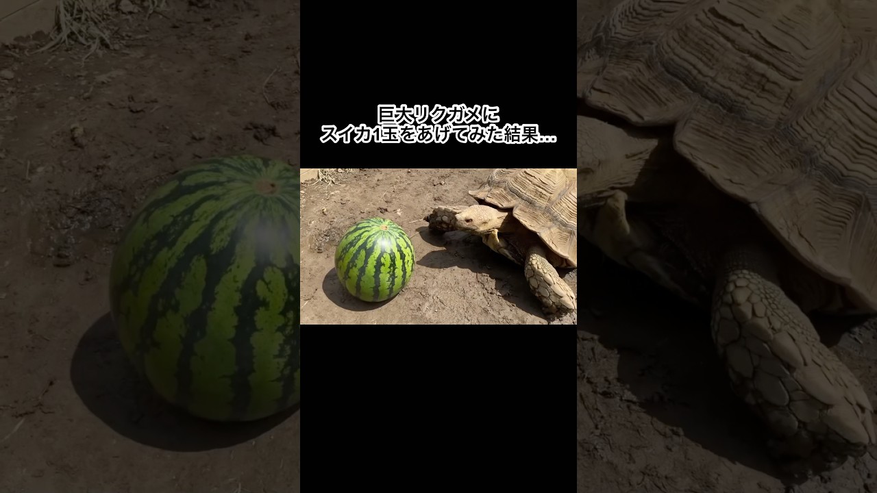 巨大リクガメにスイカ1玉をあげてみた結果… #shorts