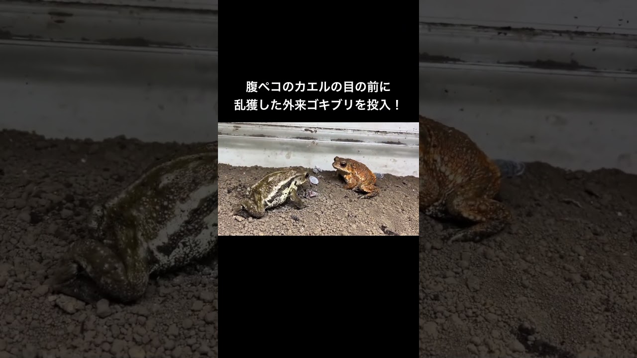 腹ペコのカエルの目の前に乱獲した外来ゴキブリを投入！ #shorts