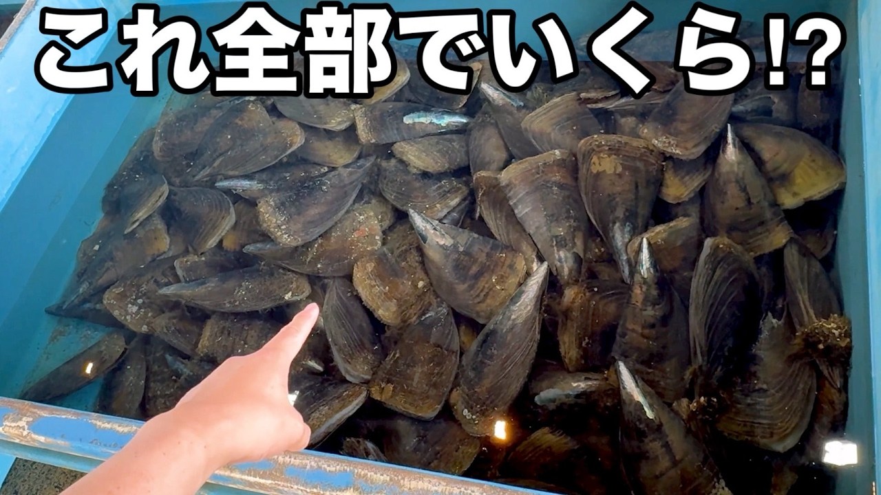 大量の巨大な二枚貝を買ってみた。