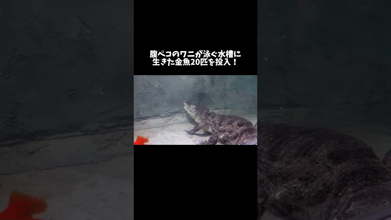 腹ペコのワニが泳ぐ水槽に生きた金魚20匹を投入！ #shorts