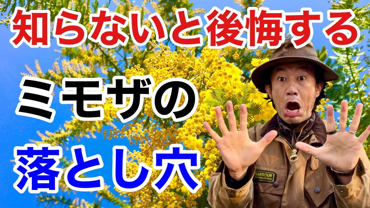 【浮かれて買ってはいけません】ミモザには隠れた性質があります　　　        【カーメン君】【園芸】【ガーデニング】【初心者】