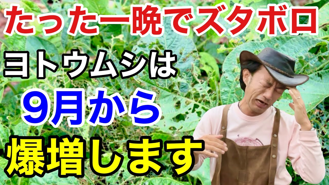 【お急ぎ下さい】一度出ると止まらないヨトウムシの賢い防ぎ方教えます　　　　　　　　【カーメン君】【園芸】【ガーデニング】【初心者】