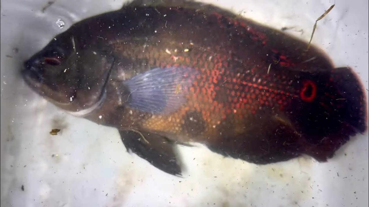 川にいたヤバい魚を保護しました