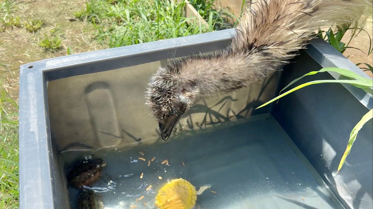 カメの餌を横取りするいたずらエミュー