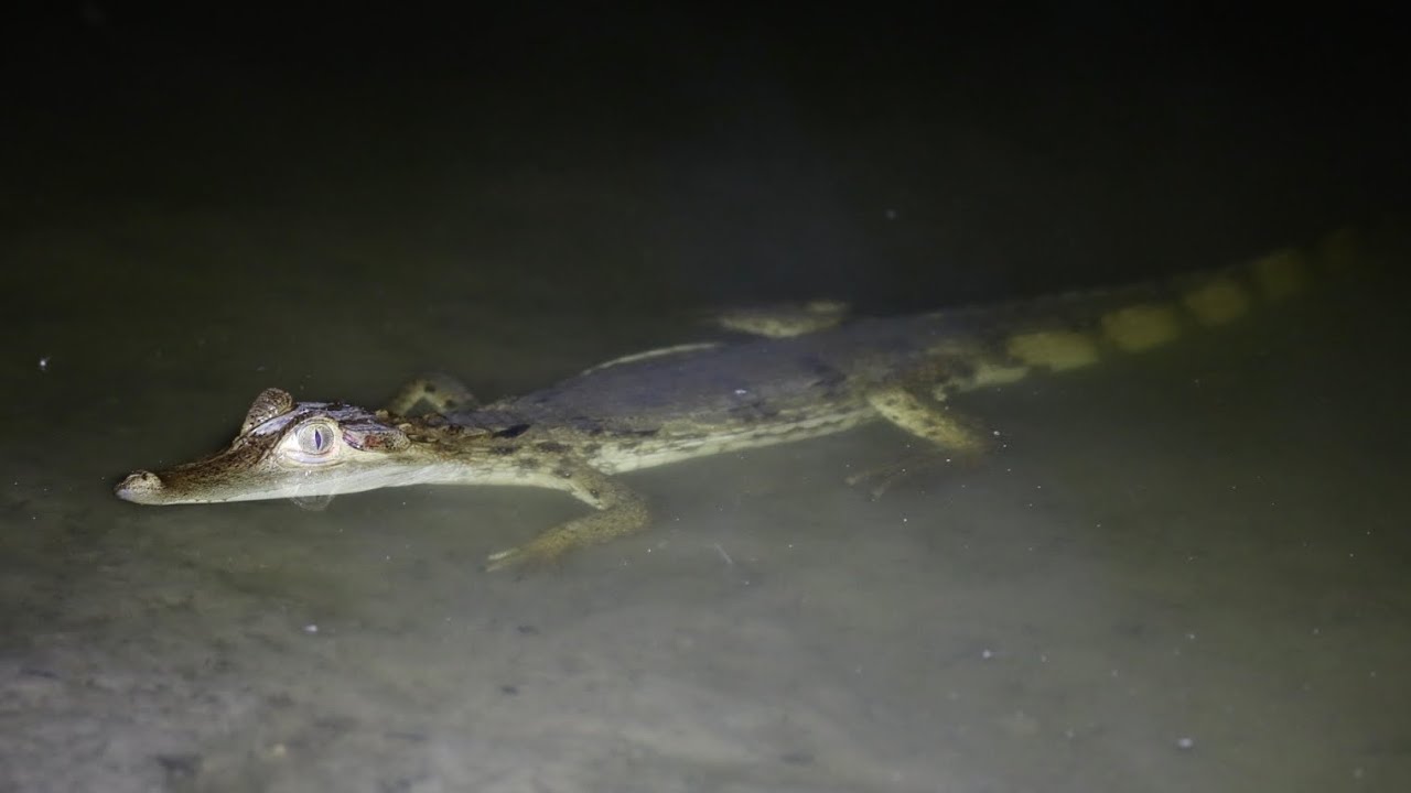 夜のアマゾン河で子ワニを捕獲する方法