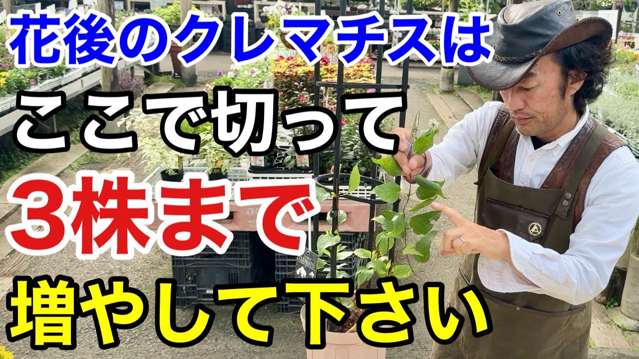 【必ず守る事】誰でもできる失敗しないクレマチスの増やし方教えます　　　【カーメン君】【園芸】【ガーデニング】【初心者】