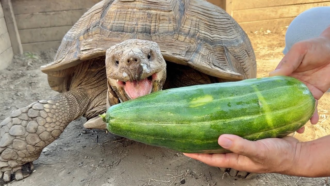 リクガメが青瓜を食べる咀嚼音を聞くだけの動画