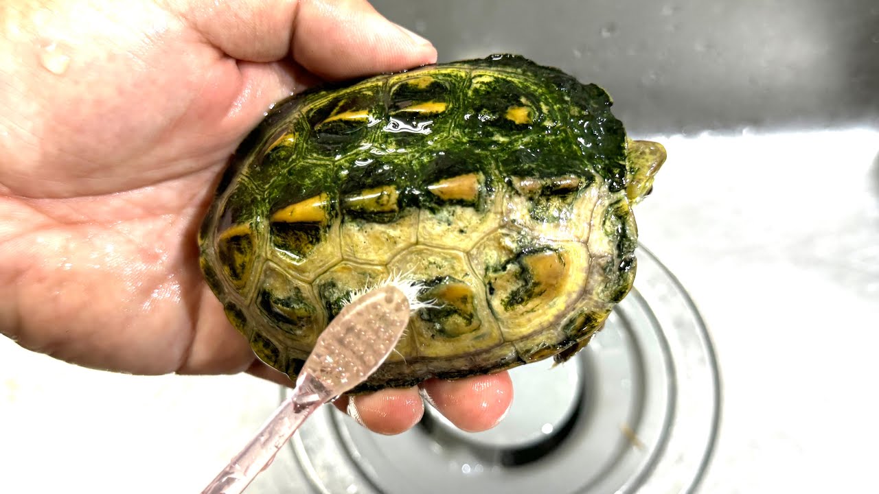 コケまみれのカメの甲羅をブラシで擦ると・・・