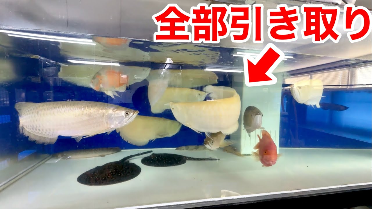 アロワナ１０匹！大量の大型魚を全て引き取ります