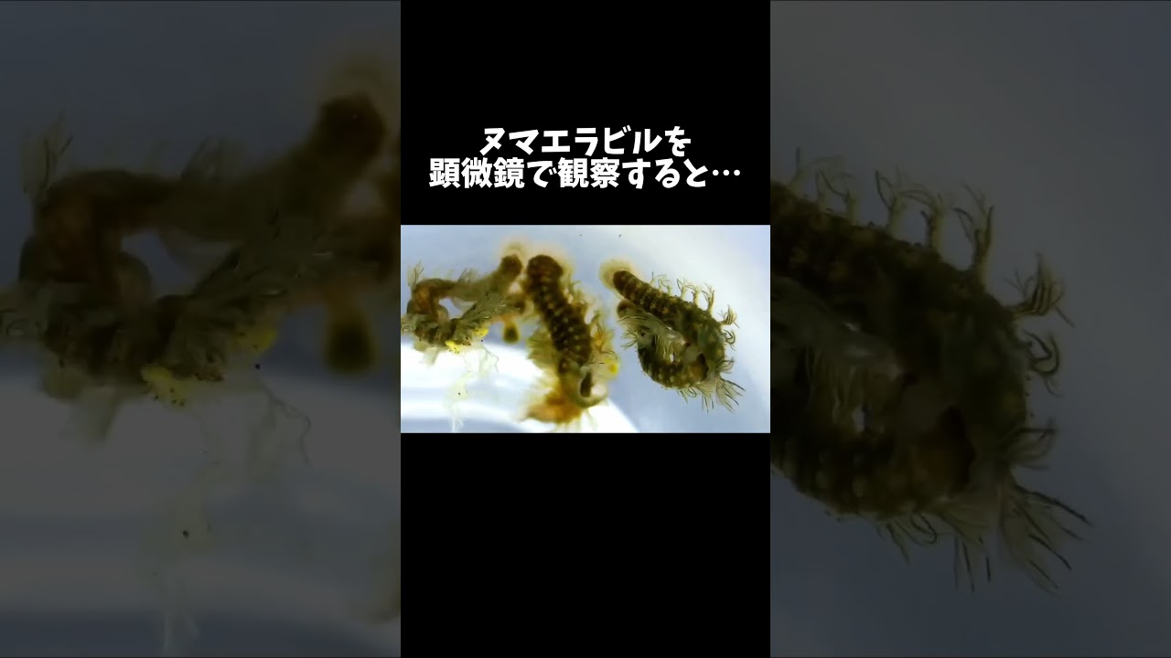 ヌマエラビルを顕微鏡で観察した結果…！ #shorts