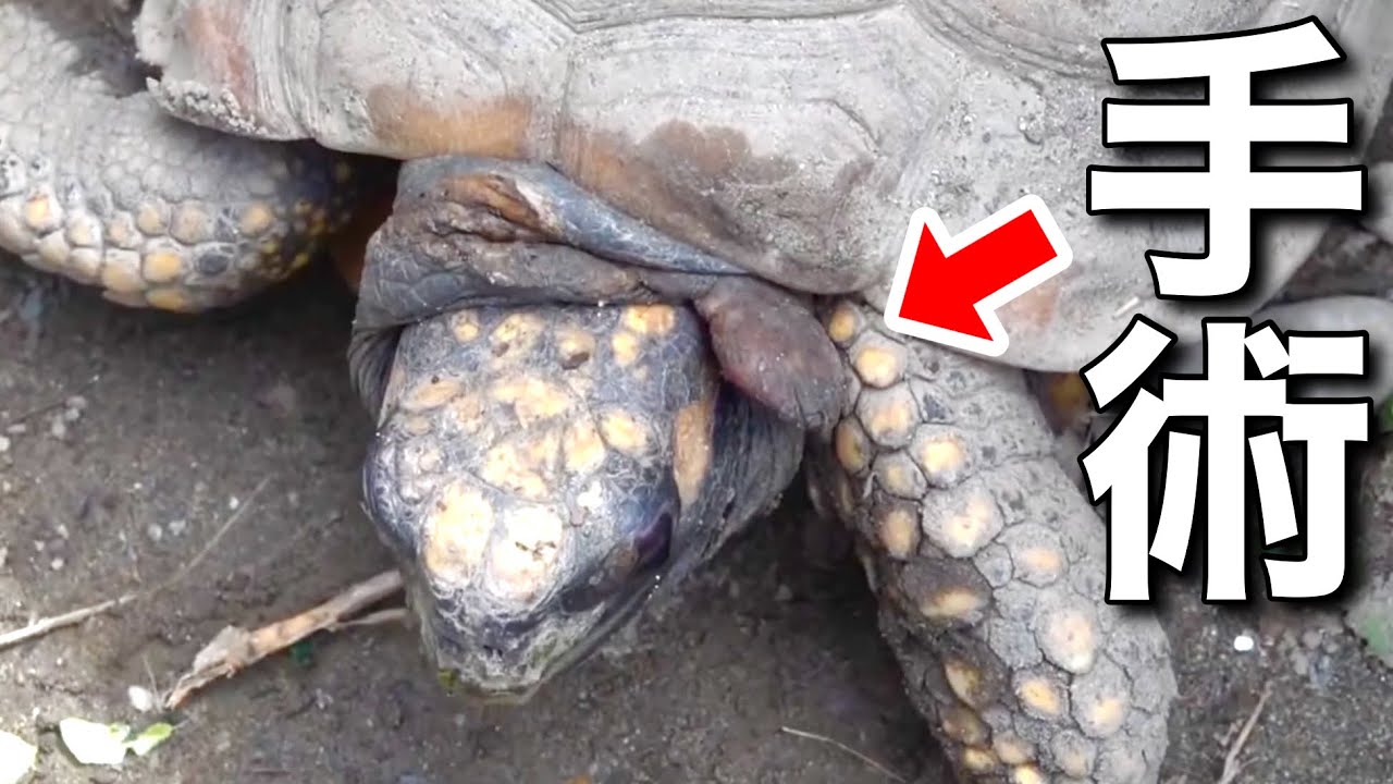 リクガメの首に腫瘍が出来てしまったので除去手術をしました