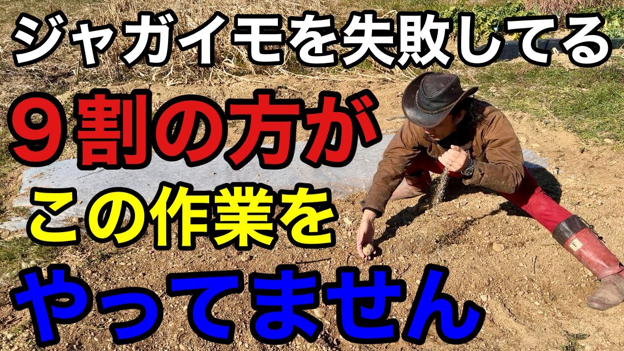 【劇的に変わる】これさえ守れば今年のジャガイモは自宅でゴロゴロとれます　　　　　　【園芸】【ガーデニング】【初心者】