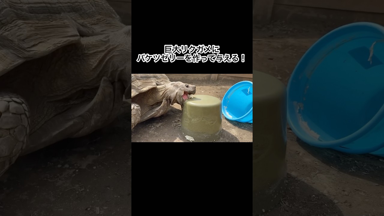 巨大リクガメにバケツゼリーを作って与える！ #shorts