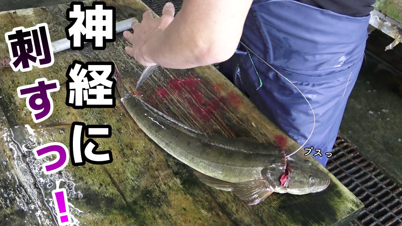 暴れ狂うマゴチの『簡単なさばき方』。刺身の上位互換『あらい』とは？