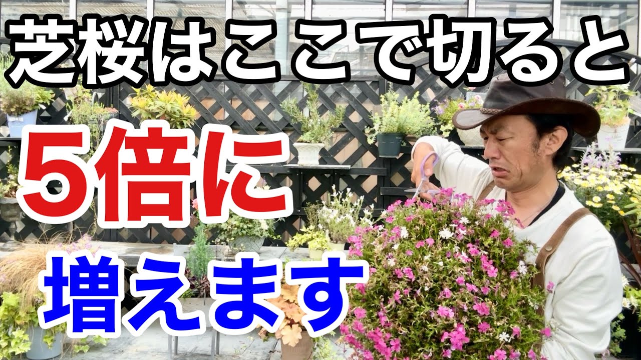 芝桜の花後は必ずここで切って下さい　　　【カーメン君】【園芸】【ガーデニング】【初心者】