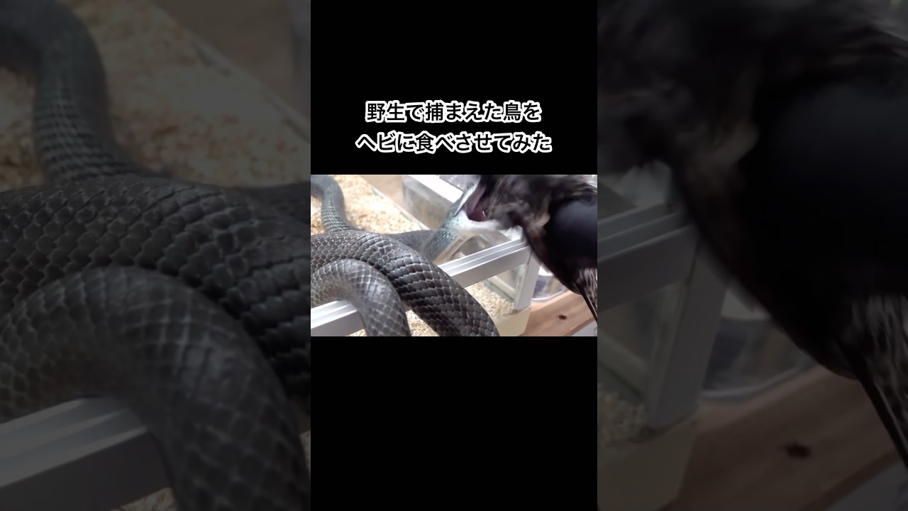 野生で捕まえた鳥をヘビに食べさせてみた #shorts