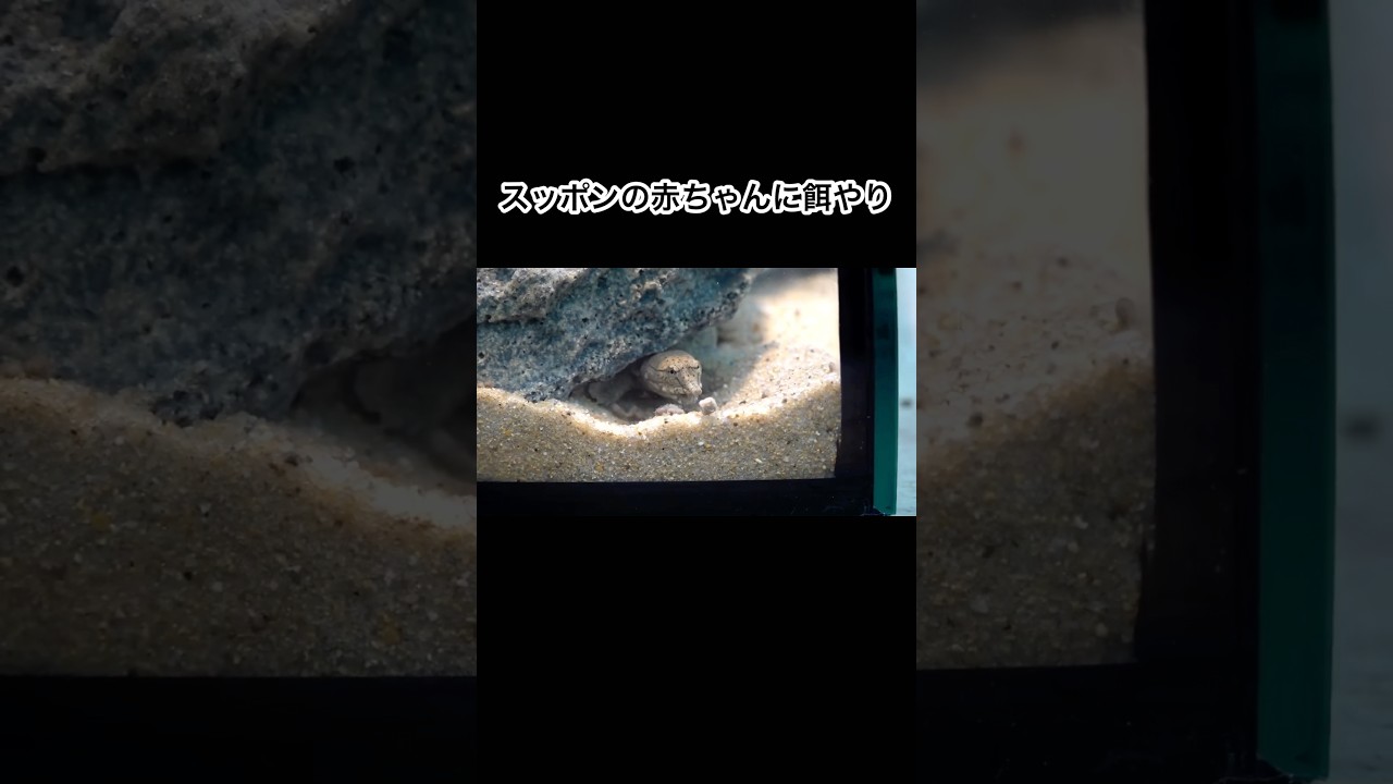 スッポンの赤ちゃんに餌をあげてみると　#shorts