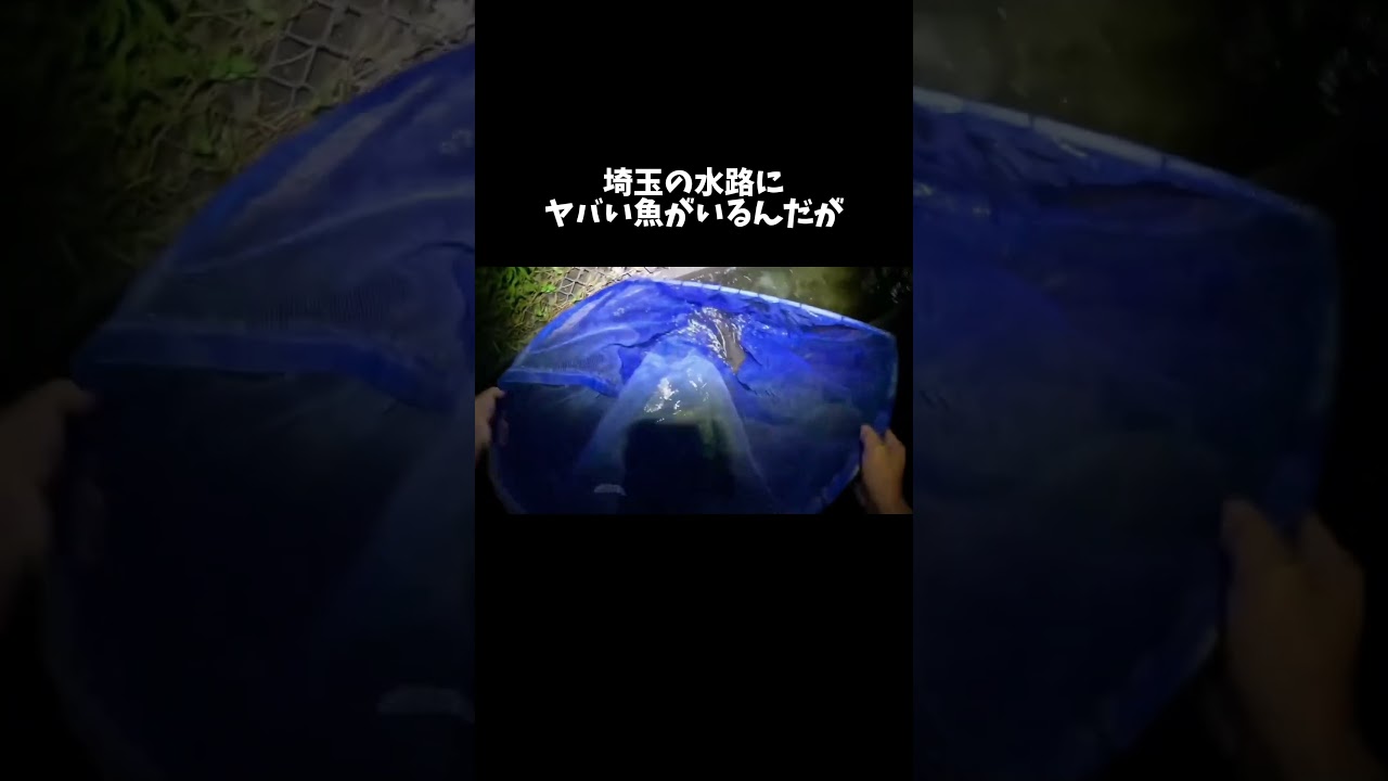 埼玉の水路にヤバい魚がいるんだが　#shorts