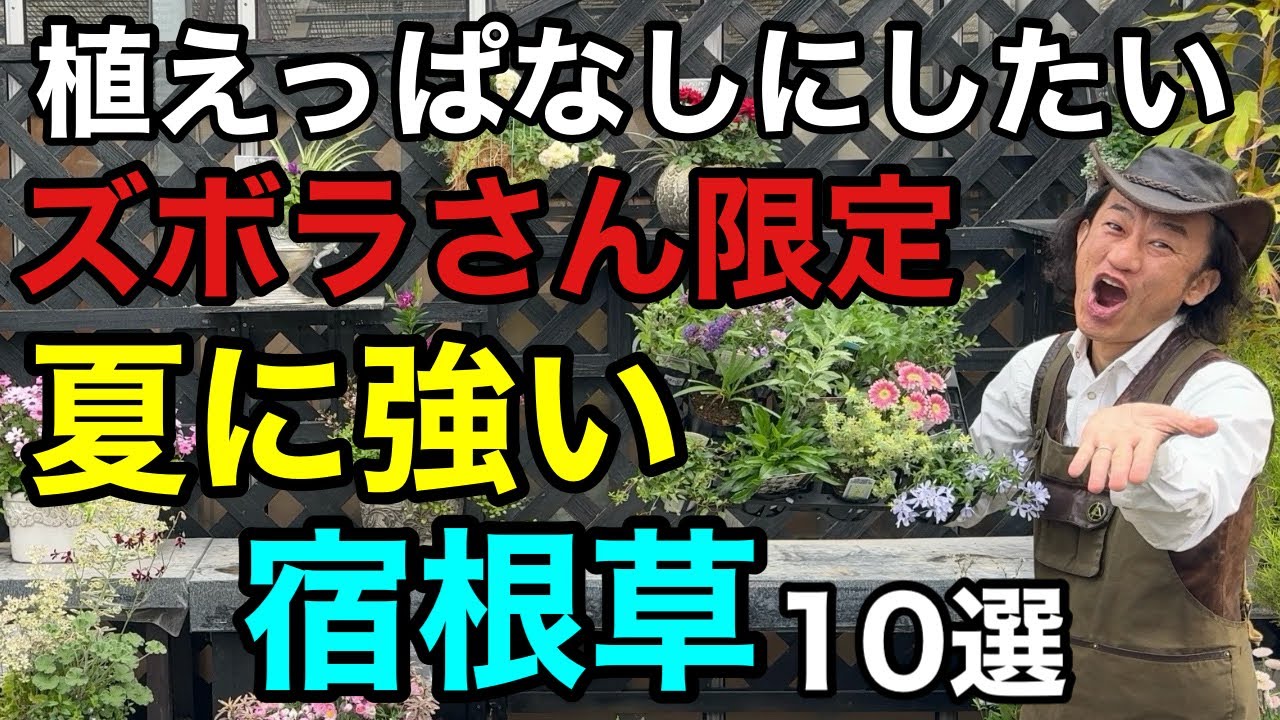 【猛暑にも寒さにも強い】買い直しがいらない宿根草10選　　　　　　　　　　　　【園芸】【ガーデニング】【初心者】