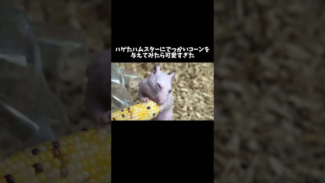 ハゲたハムスターにでっかいコーンを与えてみたら可愛すぎた #shorts