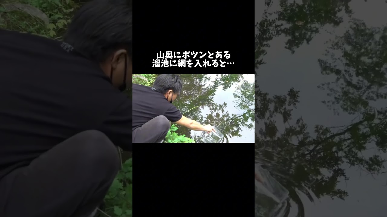 山奥にポツンとある溜池に網を入れると… #shorts