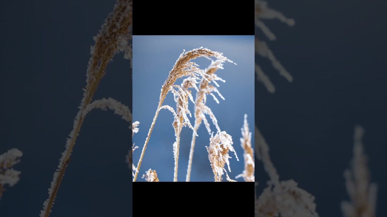-10℃が生み出す自然芸術 #shorts