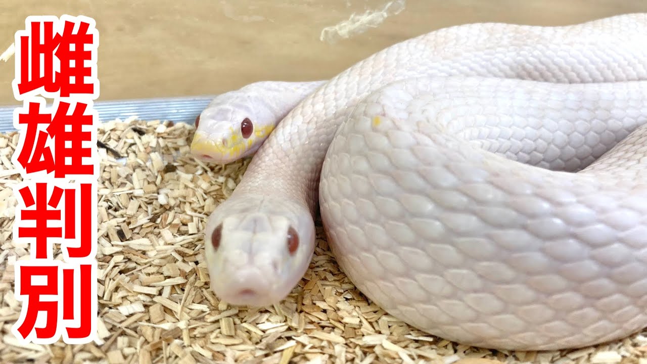 プロに聞いたヘビのオス・メスの見分ける方法